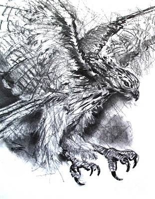 HAWK